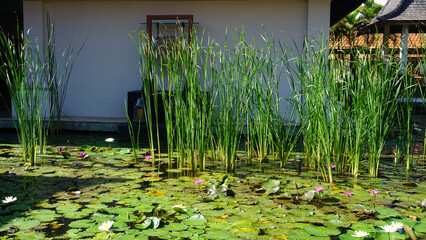 Water lily blooming on the pond at Bali at Indonesia.