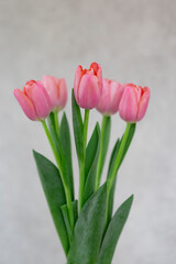 bouquet of pink tulips on a gray background