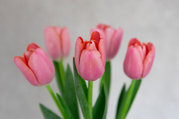 bouquet of pink tulips on a gray background