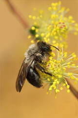 Closeup on a female Grey-backed mining bee, Andrena vaga collecting yellow Willow pollen