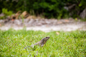 Curious lizzard observes surrounding