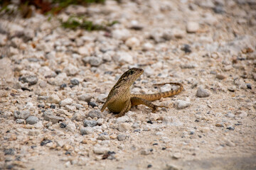 Curly-tailed lizard poses for photoshoot