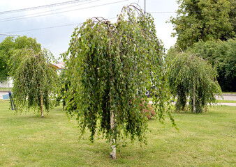 Dangling birch trees (Betula pendula 'Youngii') grow in the city park