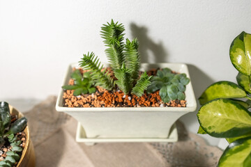 Succulents grow in a common pot. Indoor garden of succulents. Photo