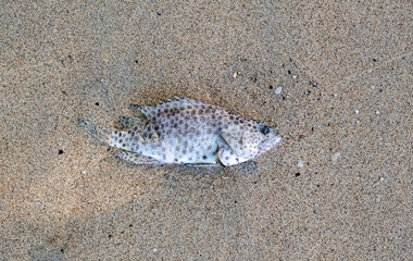 Dead fish on beach. Water pollution, river pollution, beach pollution.