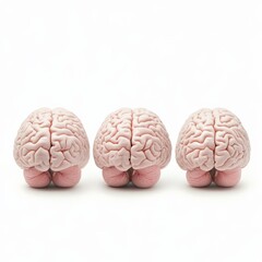 Three Human Brains in a Row on White Background