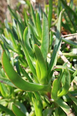 Obraz premium Green spiky leaves. High quality photo