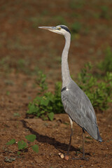 Afrikanischer Graureiher / Grey heron / Ardea cinerea