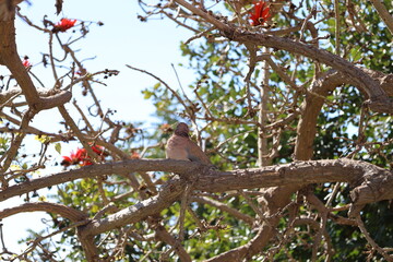 Red flowers branches. High quality photo