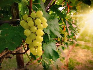 Green grapes in farm or gardens vineyards at sunset, Fresh fruits bunch on vine, Planted for wine production and sales.