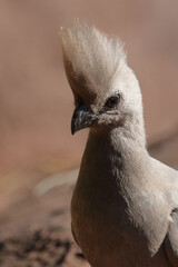 Graulärmvogel / Grey lourie or Grey go-away-bird / Corythaixoides concolor