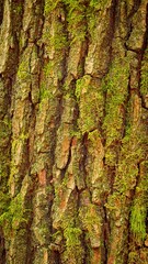 tree trunk with moss, lichen, bark of pine tree. natural texture, bark background, texture.