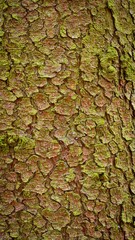texture of a tree bark, the bark of a coniferous tree