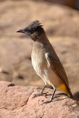 Graubülbül / Black-eyed bulbul or Dark-capped bulbul / Pycnonotus barbatus