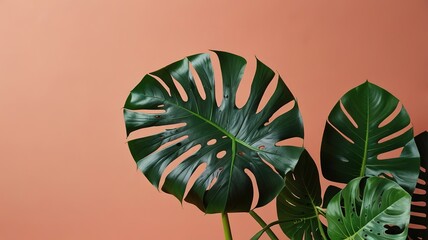 Dragon Tail Monstera or Epipremnum Pinnatum tropical leaves on coral color background