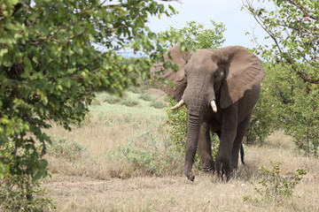 Fototapeta premium Afrikanischer Elefant / African elephant / Loxodonta africana