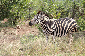 Steppenzebra / Burchell's zebra / Equus quagga burchellii
