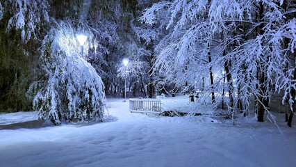 Tree branches in the night garden are covered with snow