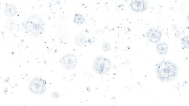 Blue fluffy silhouettes of dandelion seeds flying and circling in the wind on a white background. Looped animation.