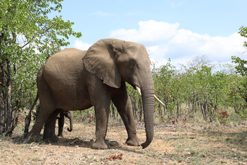 Afrikanischer Elefant / African elephant / Loxodonta africana