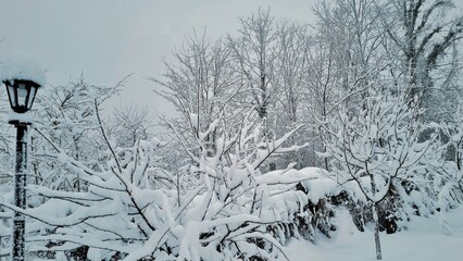 Trees in the garden are covered with a thick layer of snow