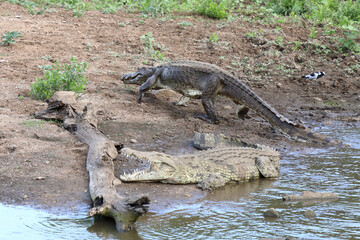 Nilkrokodil / Nile crocodile / Crocodylus niloticus