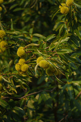 chestnut 