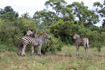 Naklejka premium Steppenzebra / Burchell's zebra / Equus quagga burchellii.