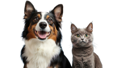 Adorable Dog and Cat Duo Border Collie and Fluffy Cat Transparent