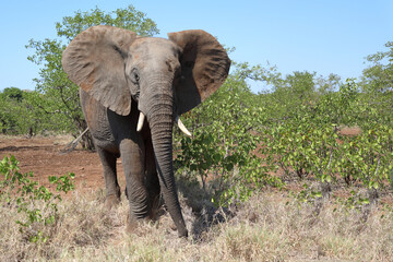 Afrikanischer Elefant / African elephant / Loxodonta africana