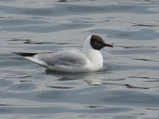 black headed gull swimming in the water