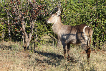 Wasserbock / Waterbuck / Kobus ellipsiprymnus