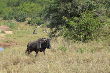 Fototapeta premium Streifengnu / Blue wildebeest / Connochaetes taurinus