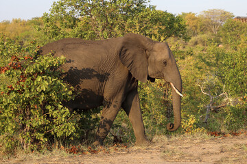Afrikanischer Elefant / African elephant / Loxodonta africana