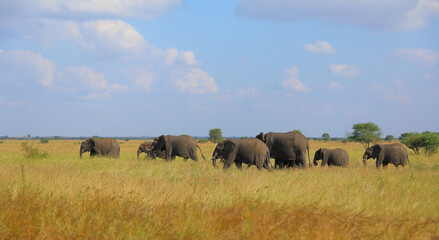 Fototapeta premium Afrikanischer Elefant / African elephant / Loxodonta africana