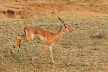 Schwarzfersenantilope / Impala / Aepyceros melampus