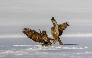Common buzzard (Buteo buteo) in flying, fighting buzzards in natural habitat, hawk bird on the ground, predatory bird close up hunting time winter frosty day with snow. Dogfight, fight for survival.