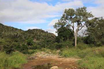 Krüger Park - Afrikanischer Busch - Matjulu River / Kruger Park - African bush - Matjulu River /