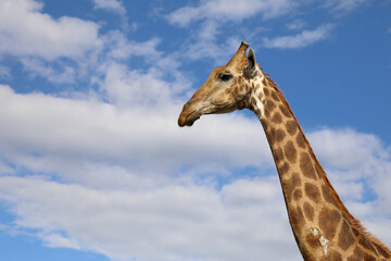 Giraffe / Giraffe / Giraffa camelopardalis