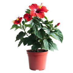 A Vibrant Potted Hibiscus Plant with Bright Red Blooms Isolated on Transparent Background