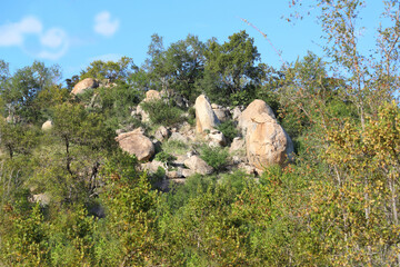 Afrikanischer Busch - Krügerpark - Südafrika / African Bush - Kruger Park - South Africa /