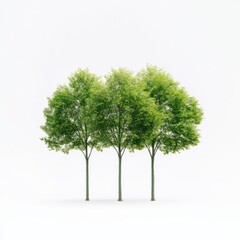 Three Trees Isolated on White Background