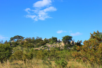 Afrikanischer Busch - Krügerpark - Südafrika / African Bush - Kruger Park - South Africa /