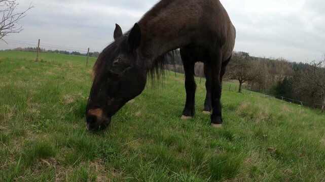 Pferd frisst gras auf der Wiese nahaufnahme