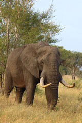 Fototapeta premium Afrikanischer Elefant / African elephant / Loxodonta africana..