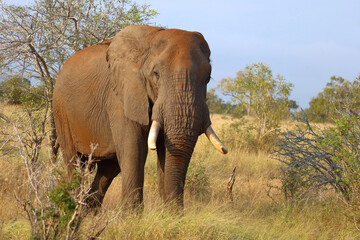 Fototapeta premium Afrikanischer Elefant / African elephant / Loxodonta africana