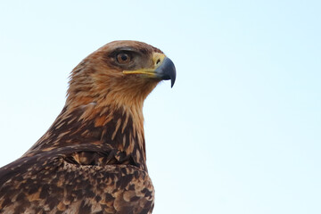 Wahlbergsadler / Wahlberg's  eagle / Aquila wahlbergi