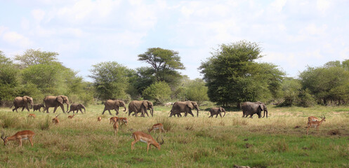 Schwarzfersenantilope / Impala / Aepyceros melampus