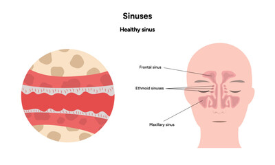 Obraz premium Sinuses anatomy healthy sinus. Nose nasal anatomy. Healthy Nasal Cavity 