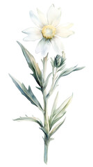 Edelweiss flower watercolor clipart